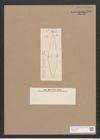 Diatomeae indet. Zeichnungen Sammlung Grunow Nr. 1450 (NHMW-BOT-W0368444)